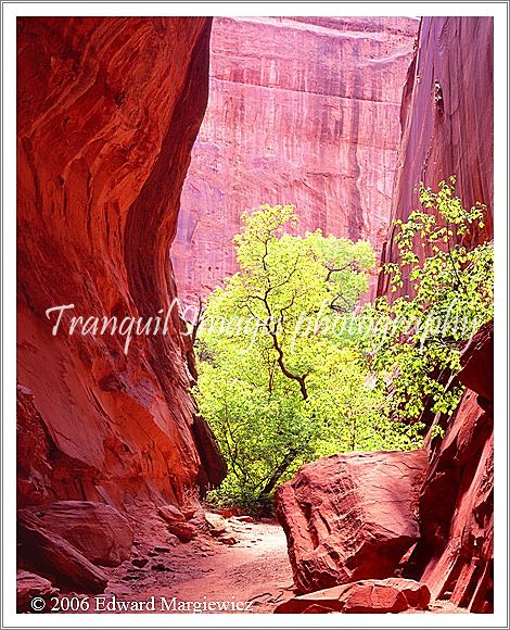 450334   Looking out from inside Red Canyon, Boulder, Utah 